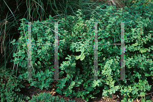 Picture of Lonicera x xylosteoides 'Miniglobe'