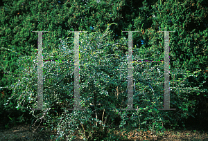 Picture of Cotoneaster nanshan 