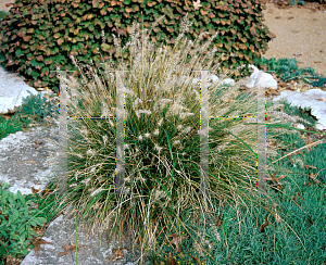 Picture of Pennisetum alopecuroides 'Little Bunny'