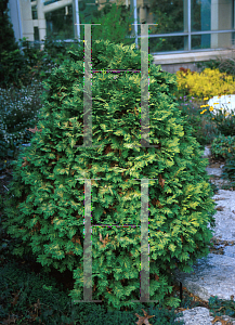 Picture of Thuja occidentalis 'Dorsett Yellow'