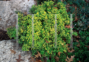 Picture of Spiraea japonica 'Alpina'