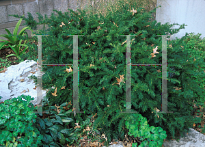 Picture of Cephalotaxus harringtonia var. nana 