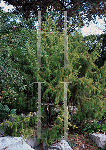 Picture of Juniperus rigida 