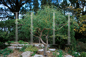 Picture of Salix matsudana 'Pendula'