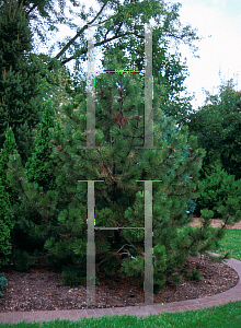 Picture of Pinus heldreichii var. leucodermis 