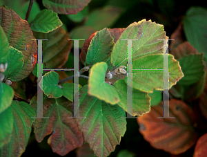 Picture of Fothergilla gardenii 