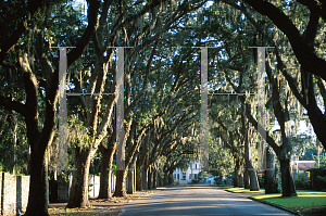 Picture of Quercus virginiana 