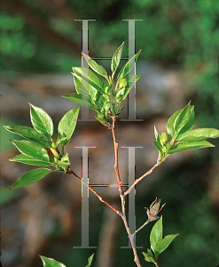 Picture of Stewartia monadelpha 