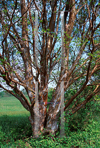 Picture of Stewartia monadelpha 