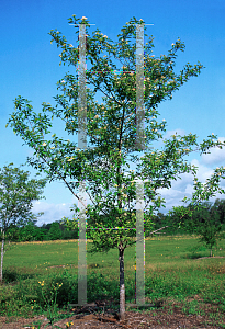 Picture of Cornus stricta 