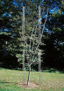 Picture of Aesculus flava 