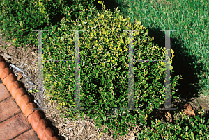 Picture of Buxus microphylla var. koreana 'Winter Green'