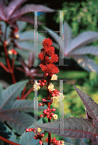 Picture of Ricinus communis 