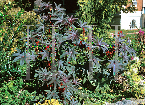 Picture of Ricinus communis 