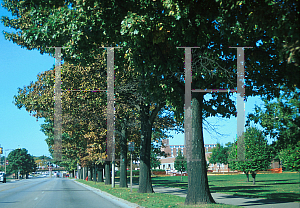 Picture of Quercus rubra 
