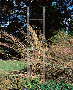 Picture of Andropogon gerardii 