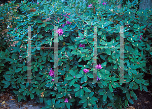 Picture of Rhododendron catawbiense 'Lee's Dark Purple'