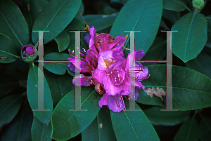 Picture of Rhododendron catawbiense 'Lee's Dark Purple'