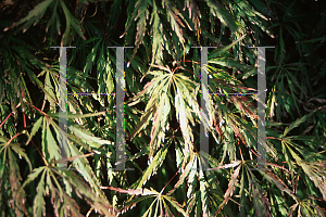 Picture of Acer palmatum (Dissectum Group) 'Inaba shidare'