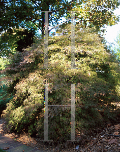 Picture of Acer palmatum (Dissectum Group) 'Inaba shidare'