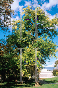 Picture of Maclura pomifera 