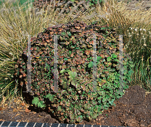 Picture of Viburnum opulus 'Nanum'