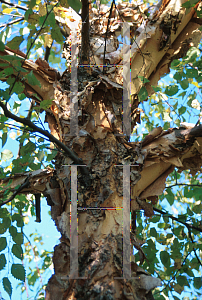 Picture of Betula nigra 'Cully (Heritage)'