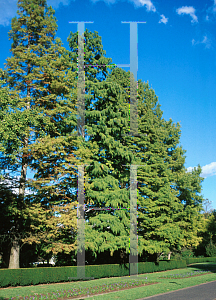 Picture of Metasequoia glyptostroboides 