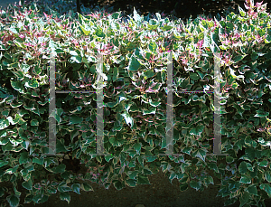 Picture of Ipomoea batatas 'Pink Frost'