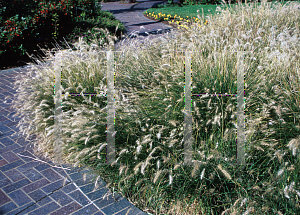 Picture of Sesleria caerulea 