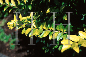 Picture of Ligustrum x vicaryi 