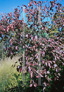 Picture of Viburnum lentago 