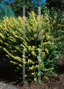 Picture of Ligustrum x vicaryi 