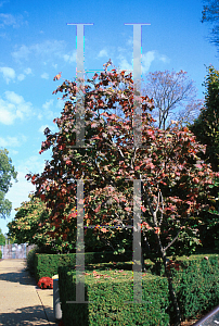Picture of Acer japonicum 'Vitifolium'