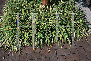 Picture of Liriope muscari 'Variegata'