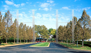 Picture of Tilia americana 'Redmond'