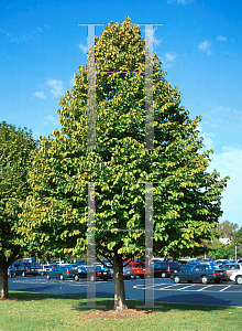 Picture of Corylus colurna 