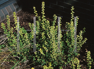 Picture of Euonymus fortunei 'Emerald 'n Gold'