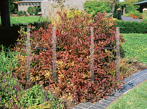 Picture of Itea virginica 