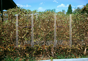 Picture of Betula nigra 'Little King (Fox Valley)'