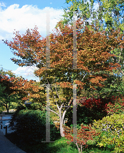 Picture of Acer palmatum 