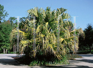 Picture of Washingtonia robusta 