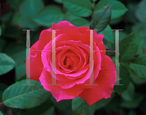 Picture of Rosa  'Electron'