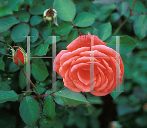 Picture of Rosa  'Candelabra'
