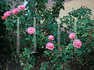 Picture of Rosa  'Pleasure'