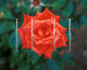 Picture of Rosa  'Marina'