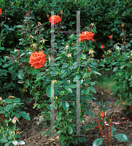 Picture of Rosa  'Marina'