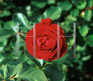 Picture of Rosa  'Walko'