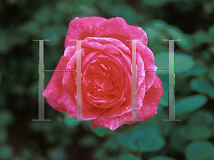 Picture of Rosa  'Camelot'