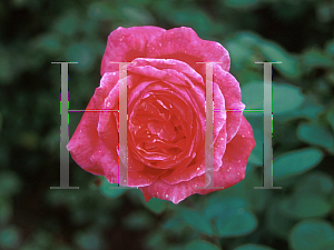 Picture of Rosa  'Camelot'